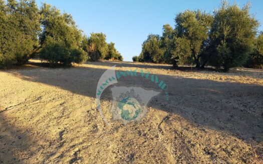 REF.20037 PARCELA RUSTICA 800M2 BENAMEJI