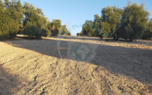 REF.20035 TERRENO RUSTICO EN BENAMEJI