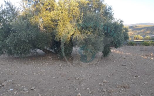 REF.20035 TERRENO RUSTICO EN BENAMEJI