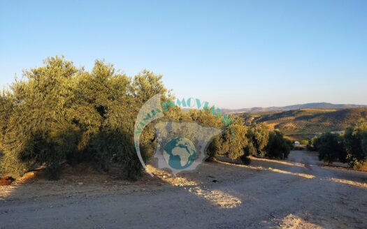 REF.20037 PARCELA RUSTICA 800M2 BENAMEJI