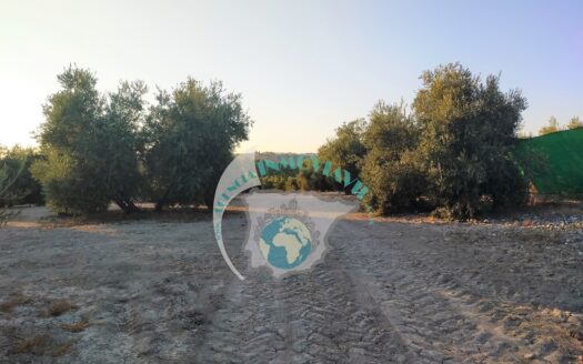 REF.20032 PARCELA RUSTICA EL JACHO