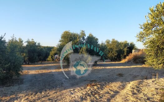 REF.20037 PARCELA RUSTICA 800M2 BENAMEJI