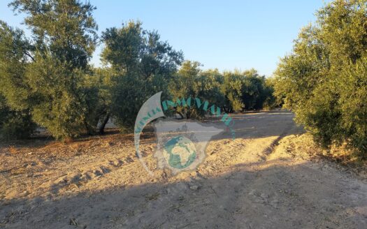 REF.20032 PARCELA RUSTICA EL JACHO