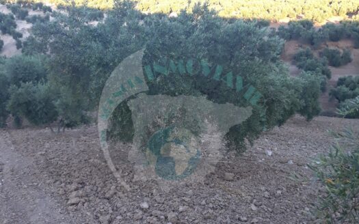 REF.18079 VENTA FINCA OLIVAR EN BENAMEJI