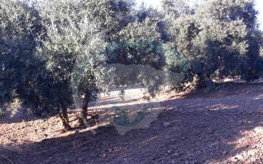 REF.18079 VENTA FINCA OLIVAR EN BENAMEJI