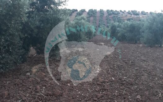 REF.18079 VENTA FINCA OLIVAR EN BENAMEJI