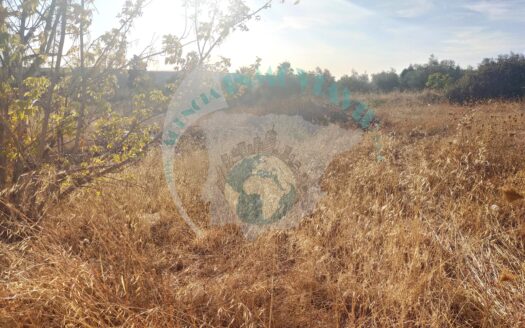 REF.LUC20006 PARCELA CAMPO DE ARAS LUCENA