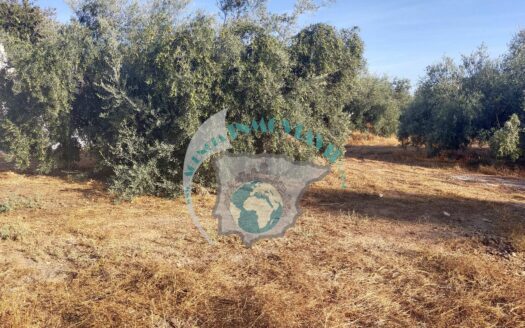 REF.LUC20008 PARCELA 1100M2 PLAN PARCIAL