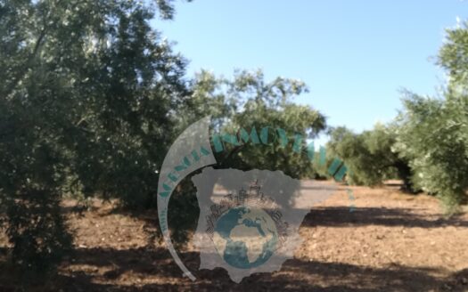 REF.18049 OLIVAR LOS MOJANOS (BENAMEJI)