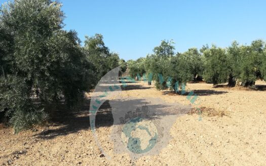 REF.18049 OLIVAR LOS MOJANOS (BENAMEJI)