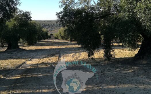REF.20002 FINCA OLIVAR EN BENAMEJI