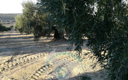 REF.20002 FINCA OLIVAR EN BENAMEJI