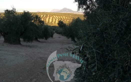 REF.20002 FINCA OLIVAR EN BENAMEJI