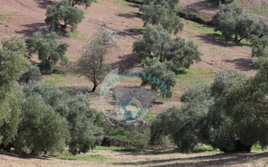 REF.LUC21008 FINCA OLIVAR 16 FANEGAS