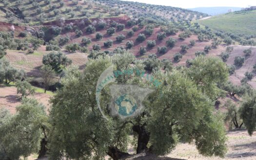 REF.LUC21008 FINCA OLIVAR 16 FANEGAS