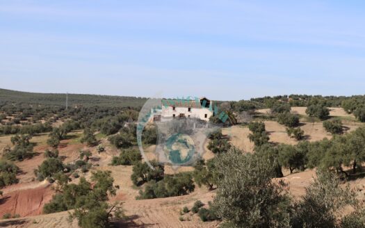 REF.LUC21008 FINCA OLIVAR 16 FANEGAS