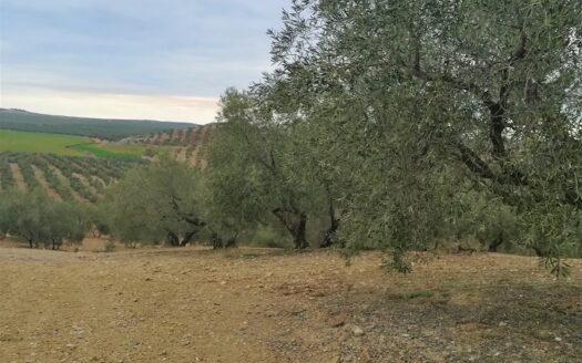 REF.ANT20002 FINCA OLIVAR CON POZO Y CORTIJO