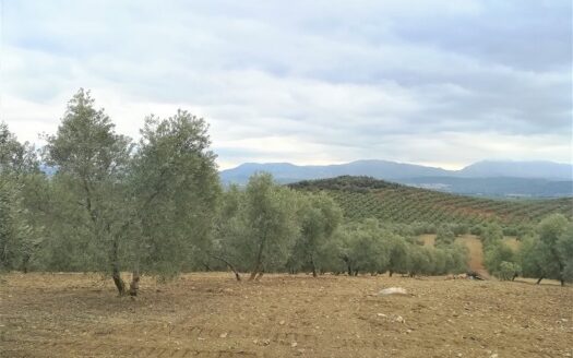 REF.ANT20002 FINCA OLIVAR CON POZO Y CORTIJO