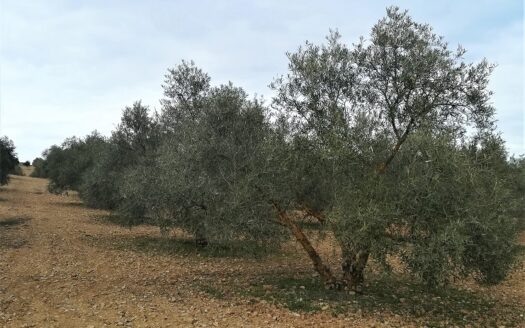 REF.ANT20002 FINCA OLIVAR CON POZO Y CORTIJO