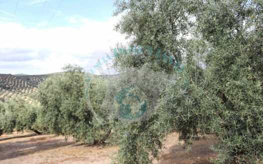 REF.ALG21009 FINCA OLIVAR, CORTIJO, POZO