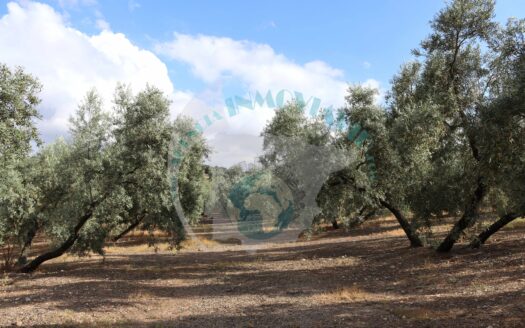 REF.ALG21009 FINCA OLIVAR, CORTIJO, POZO