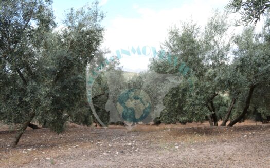 REF.ALG21009 FINCA OLIVAR, CORTIJO, POZO