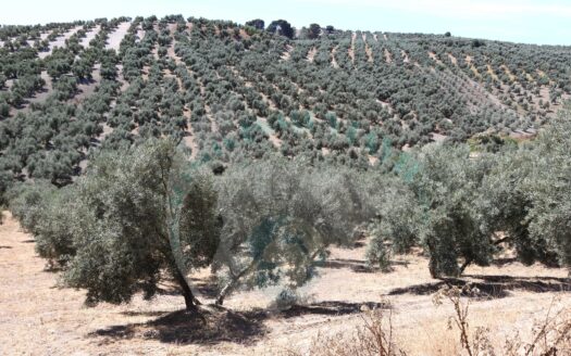 REF.ER22001 FINCA OLIVAR ARROYO MORA TERMINO ENCINAS REALES