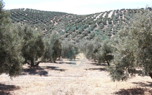 REF.ER22001 FINCA OLIVAR ARROYO MORA TERMINO ENCINAS REALES