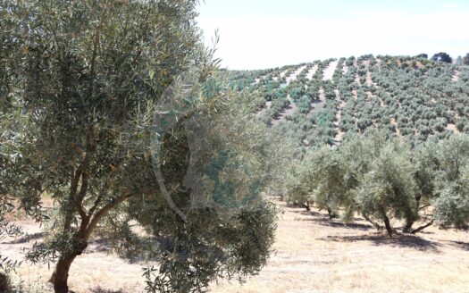 REF.ER22001 FINCA OLIVAR ARROYO MORA TERMINO ENCINAS REALES