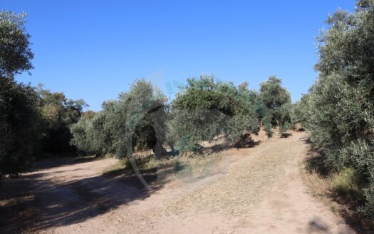 REF.LUC22005 FINCA OLIVAR 2,5 FANEGAS EN LA PRESA