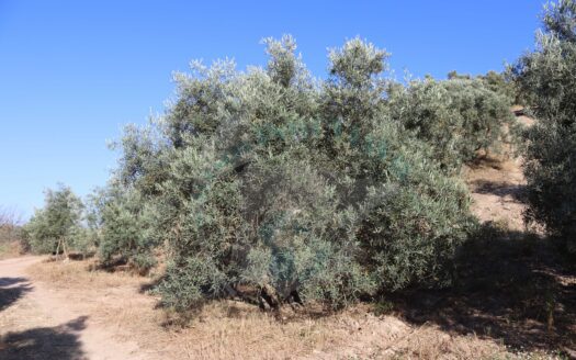 REF.LUC22005 FINCA OLIVAR 2,5 FANEGAS EN LA PRESA