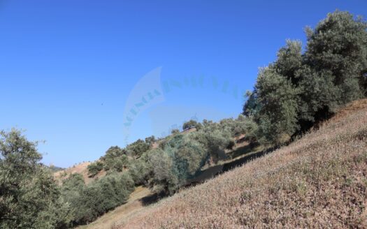 REF.LUC22005 FINCA OLIVAR 2,5 FANEGAS EN LA PRESA