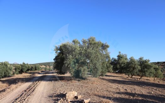 REF.LUC22006 FINCA OLIVAR 1,5 FANEGAS – LOS HERMANITOS