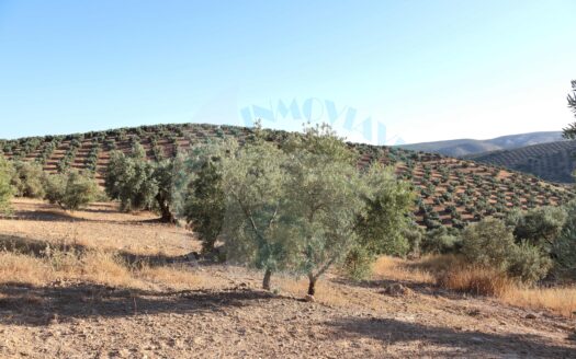 REF.LUC22006 FINCA OLIVAR 1,5 FANEGAS – LOS HERMANITOS