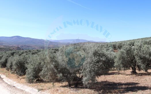 REF.ER22002 FINCA OLIVAR 4,5f CON SUBVENCION