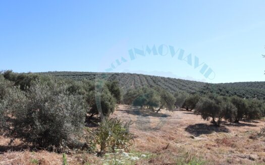 REF.ER22002 FINCA OLIVAR 4,5f CON SUBVENCION