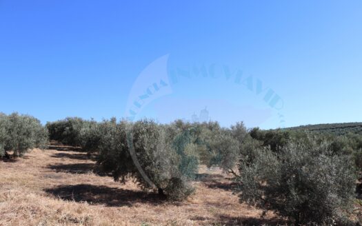 REF.ER22002 FINCA OLIVAR 4,5f CON SUBVENCION