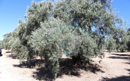 REF.ER22004 FINCA OLIVAR EN LLANO