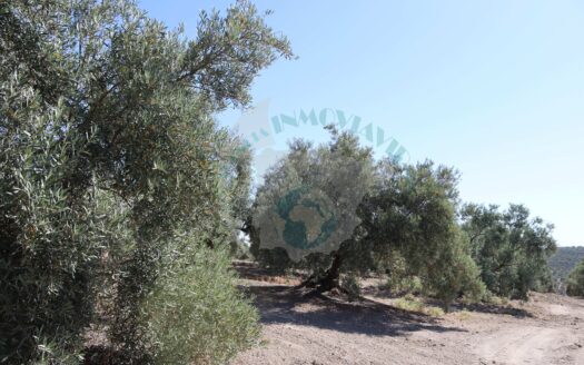 REF.ER22004 FINCA OLIVAR EN LLANO