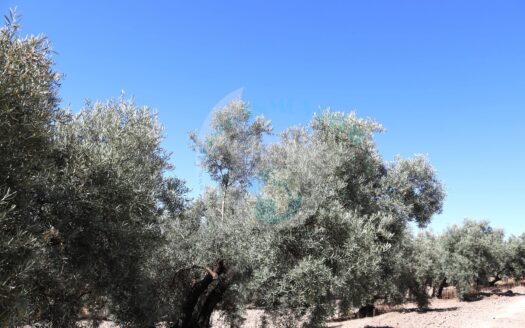 REF.ER22004 FINCA OLIVAR EN LLANO