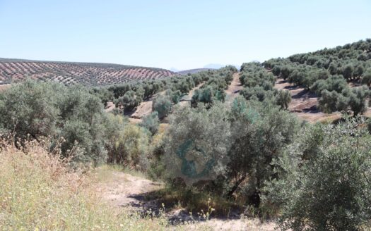 REF.ER22005 FINCA OLIVAR EN ENCINAS REALES