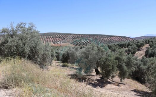 REF.ER22005 FINCA OLIVAR EN ENCINAS REALES