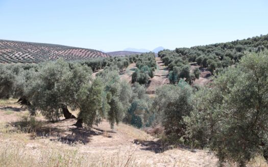 REF.ER22005 FINCA OLIVAR EN ENCINAS REALES