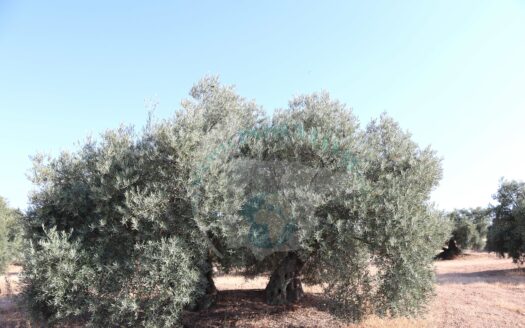 REF.22036 FINCA OLIVAR ARROYO MAJUELO