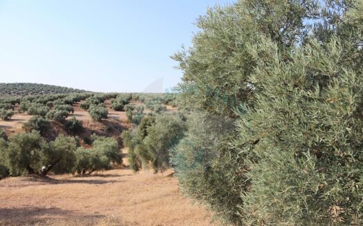 REF.22036 FINCA OLIVAR ARROYO MAJUELO