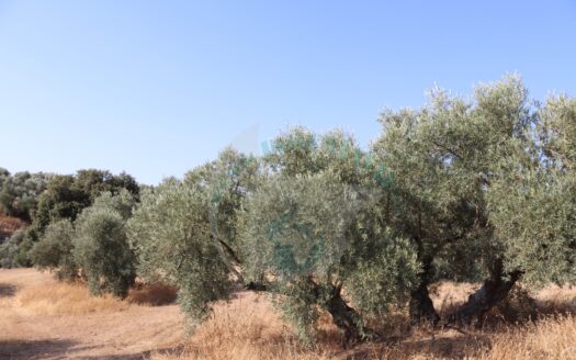 REF.22036 FINCA OLIVAR ARROYO MAJUELO