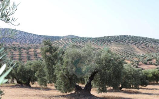REF.22036 FINCA OLIVAR ARROYO MAJUELO