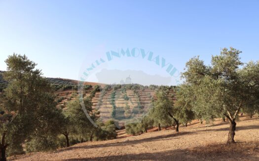 REF.22041 FINCA OLIVAR CON POZO
