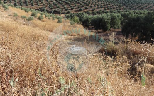 REF.22042 FINCA OLIVAR DE REGADIO, OLIVOS NUEVOS