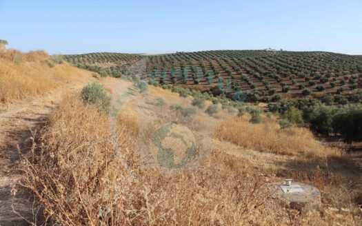 REF.22042 FINCA OLIVAR DE REGADIO, OLIVOS NUEVOS